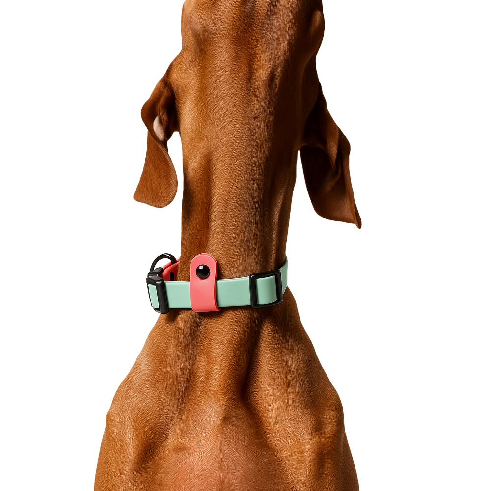 Dog wearing a waterproof dog collar in sage and coral colour with black adjustable clip.
